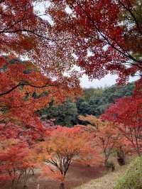 【山口観光】今が見頃の東行庵の紅葉🍁