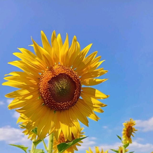 ต้อนรับฤดูหนาวด้วยทุ่งทานตะวัน ณ เขาจีนแล ลพบุรี
