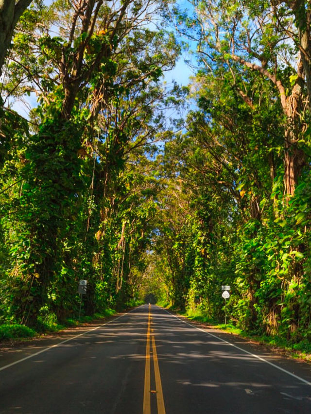 Why Everyone is in love with Kauai🥰