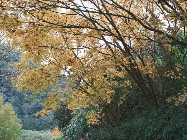 落羽松秘境！結合泡湯住宿的人間仙境！