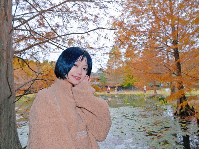 落羽松秘境！結合泡湯住宿的人間仙境！
