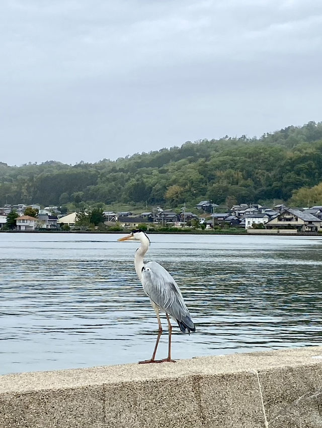 Amanohashidate Sandbar: A Heavenly Bridge