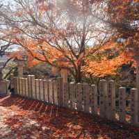 桑田神社 可能是龜岡唯一景點