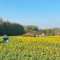 🌻ทานตะวันบานแล้วที่กาญจนบุรี
