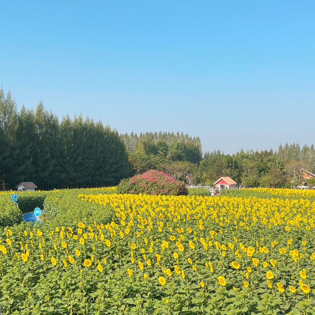 🌻ทานตะวันบานแล้วที่กาญจนบุรี