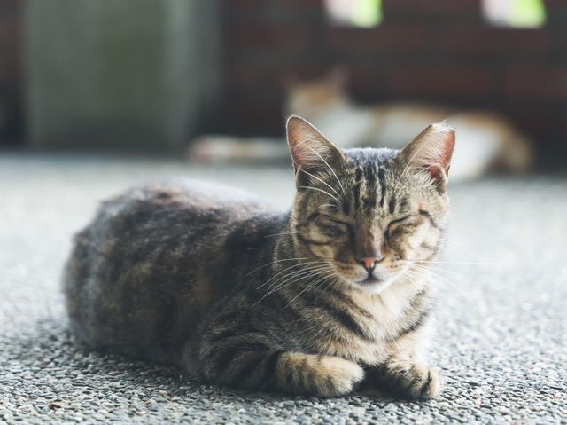 瑞芳猴硐貓村🐱台灣最可愛的貓貓都在這裡了吧！