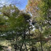 【岐阜観光】岐阜の自然を満喫できる絶景スポット