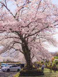 【静岡　富士霊園】知られざる美しさ桜スポット