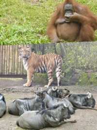 Embrace the Wild: My Adventure at Taman Safari Indonesia