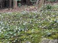 🇯🇵【高知県】3000種類以上の植物！高知県立牧野植物園🪴(^^)