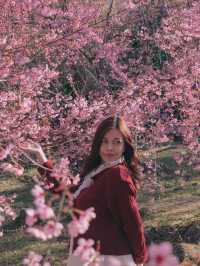ชมดอกซากูระเมืองไทย @ดอยอินทนนท์ 🌸🤍✨
