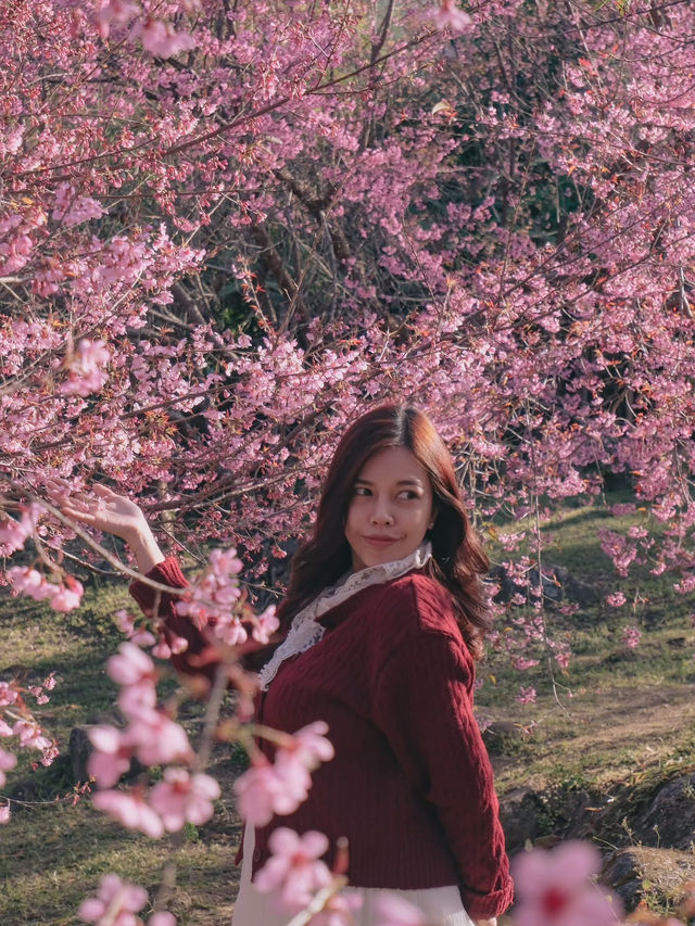 ชมดอกซากูระเมืองไทย @ดอยอินทนนท์ 🌸🤍✨