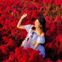 Hokkaido Flower Park Khaoyai 