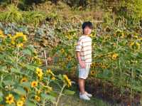 ทุ่งทานตะวัน สวนรถไฟ 🌻