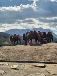 Kyushu Wildlife African Safari 🐆🐃🦬🦌🦓🐘🦒