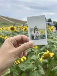 พาน้องหมาเที่ยวเล่นทุ่งทานตะวัน🌻
