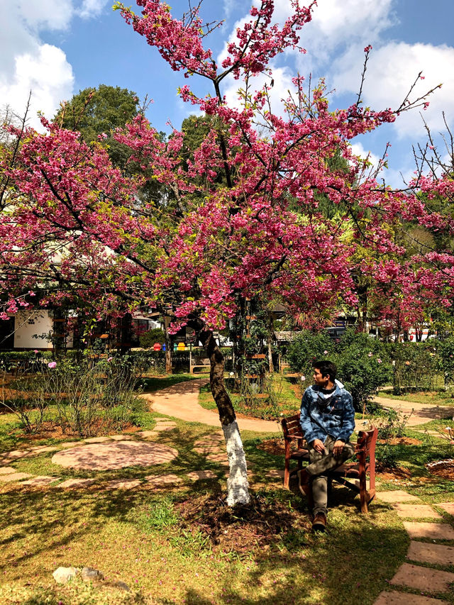 🌸ซากุระบาน ที่อ่างขาง🌸