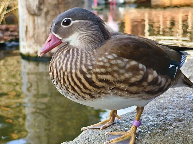 神戶動物王國