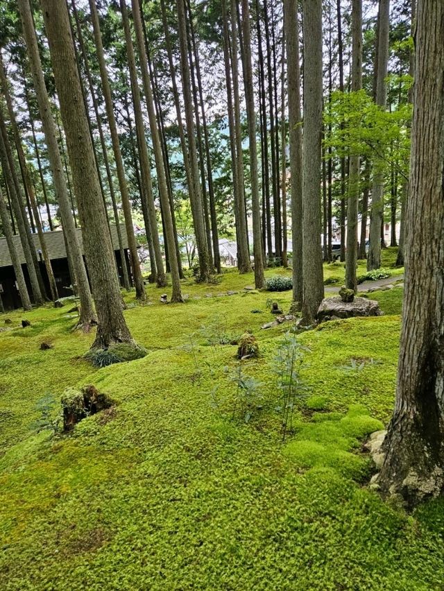【入口を入れば、一面が苔でおおわれた癒しの世界が広がる】