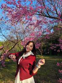 ชมดอกซากุระบาน 🌸 รับวาเลนไทน์กัน