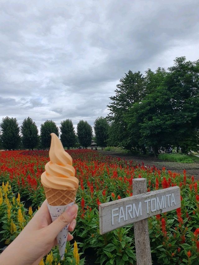 여름에 가기 좋은 훗카이도 비에이 투어🌻🌷🌻🌷