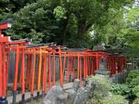 🇯🇵 東京超美杜鵑花神社🌺 🎐