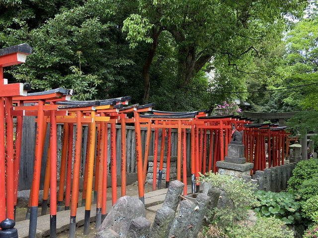 🇯🇵 東京超美杜鵑花神社🌺 🎐