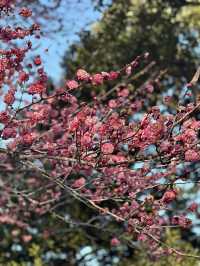 東京兩毛線小山站與足利花卉公園之旅 🌸