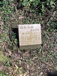 樟山寺漫遊-品茶、賞景與山林靜心之旅