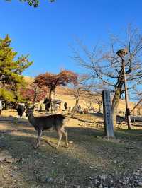 大阪行程|周邊一日遊|春日野園地與若草山