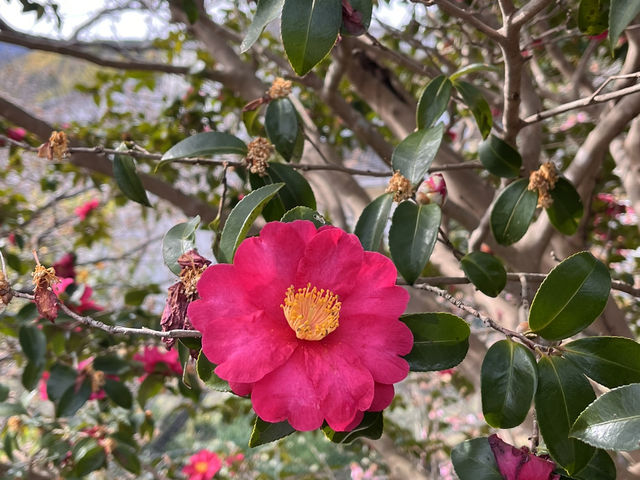 河津桜とオススメのどら焼き@静岡・河津🌸