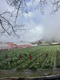 南投。草坪頭櫻花季