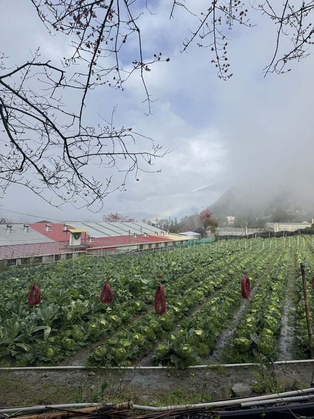 南投。草坪頭櫻花季