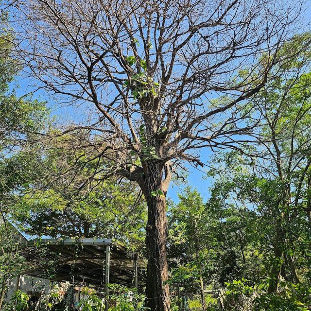 Taipei Botanical Garden