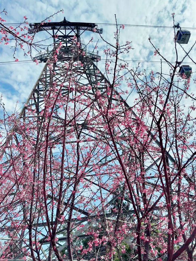 Beautiful Sakura in Hong Kong 
