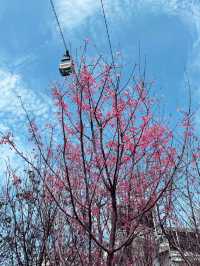 Beautiful Sakura in Hong Kong 