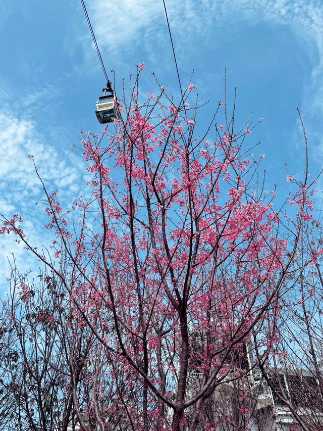 Beautiful Sakura in Hong Kong 