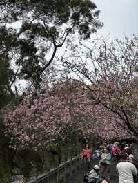 內湖 碧山巖 清風亭 櫻花隧道