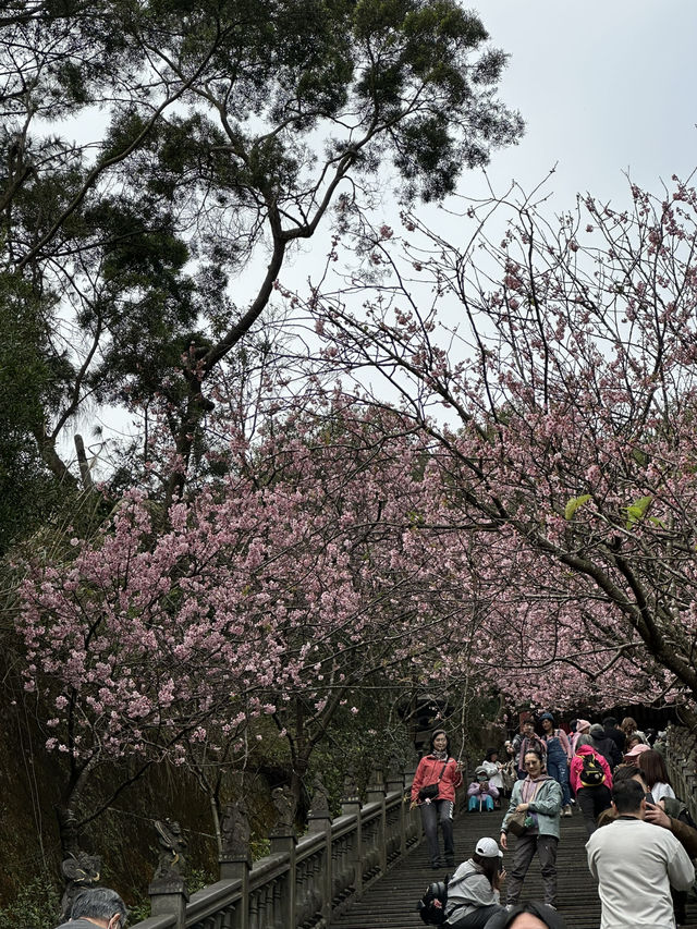 內湖 碧山巖 清風亭 櫻花隧道