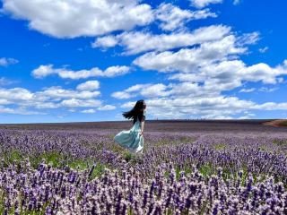 Tasmania, Australia, dreamy purple ocean! Explore the most beautiful lavender farm and taste the popular lavender ice cream! 