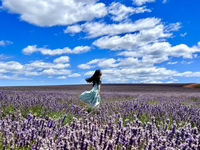 澳洲塔斯馬尼亞  夢幻紫色海洋！探索最美薰衣草莊園，品嚐超人氣薰衣草冰淇淋！ 