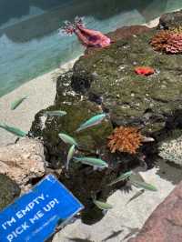 Must-visit places in Cairns Aquarium
