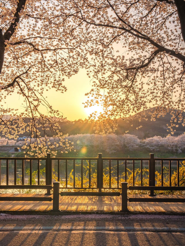 구례 섬진강 노을빛 벚꽃길🌸✨