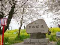 【埼玉県】日本のさくらの名所100選！菜の花とのコラボ「熊谷桜堤」