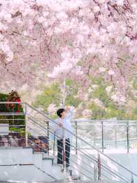 부산을 내려다 볼 수 있는 산복도로의 벚꽃🌸