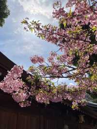 福岡櫻花：春日裡的花海奇蹟