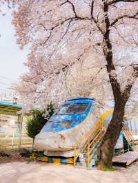 봄에 꼭 가야하는 벚꽃명소 청도🌸