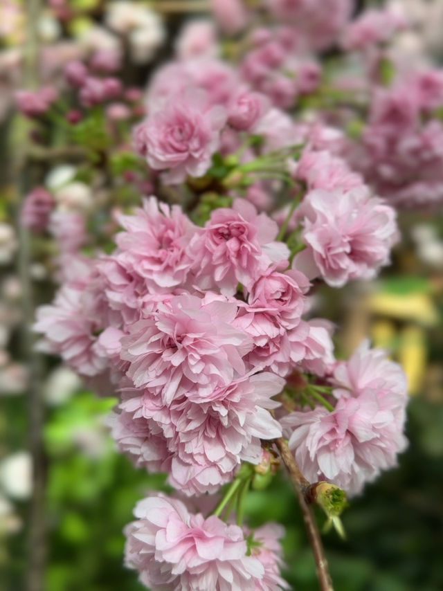 You don't need to fly to Japan to enjoy Sakura season 🌸