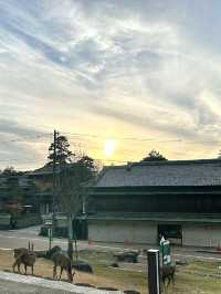 🇯🇵🎎🎏⛩️日本-大板-奈良一日遊