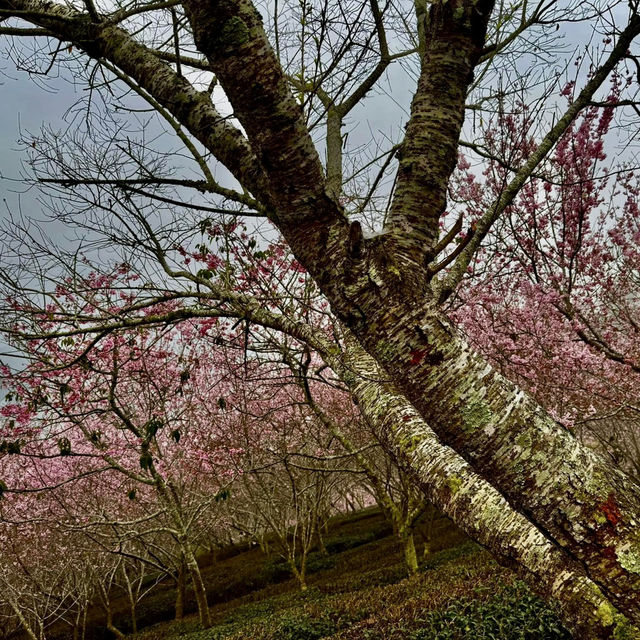 私人秘境瑪嵐雲瀑花園賞櫻、賞茶園及雲海趣